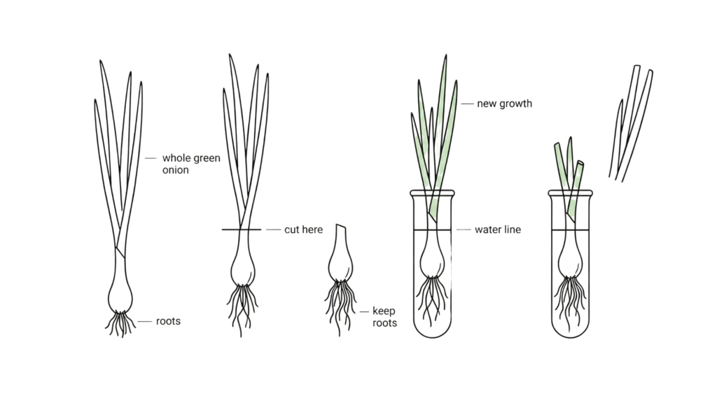 Minimalist diagram showing where to cut green onions to prepare them for regrowth.