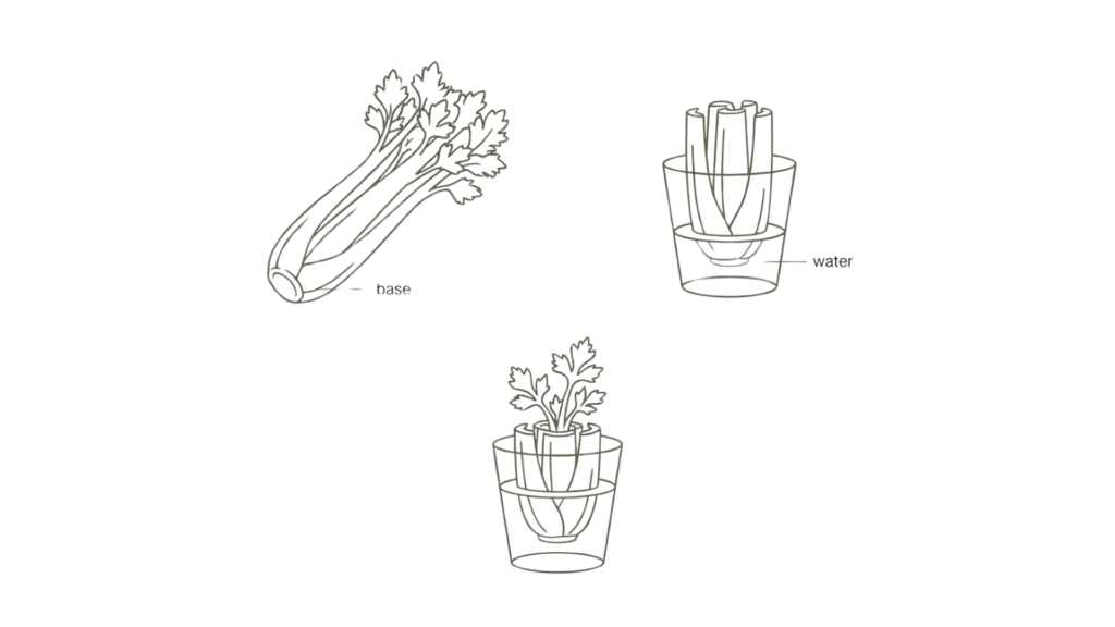 Minimalist diagram showing how to regrow celery from the base in shallow water.