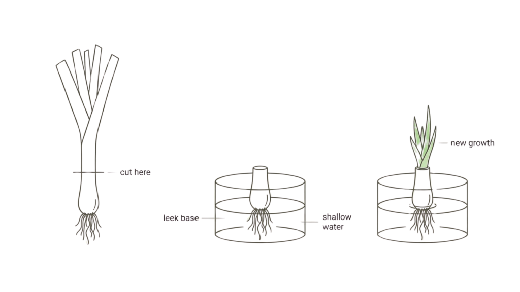 Minimalist diagram showing how to regrow leeks from the root base in shallow water.