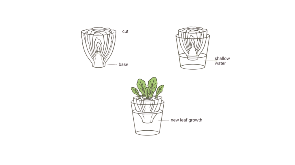 Minimalist diagram showing how to regrow romaine lettuce from the base in shallow water.